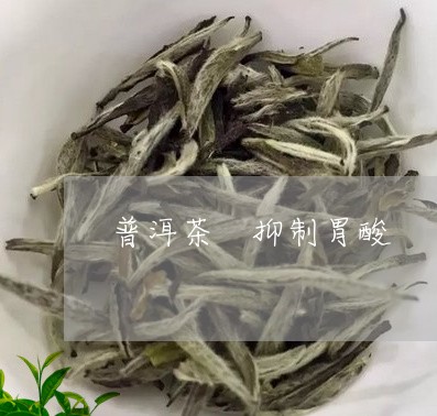 普洱茶 抑制胃酸/2023041041604